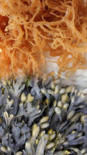 Load image into Gallery viewer, Sea Moss with Bladderwrack