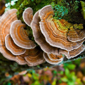 Sea Moss Powder with 14 Organic Mushrooms