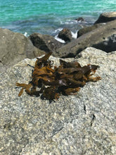 Load image into Gallery viewer, Raw Whole-Leaf Bladderwrack