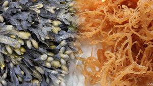 Sea Moss + Bladderwrack Gel [Wholesale Orders Only]