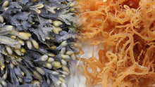 Cargar imagen en el visor de la galería, Sea Moss + Bladderwrack Gel [Wholesale Orders Only]
